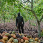Gana/ Lançado o plano “AgriConnect Compact” para fortalecer a segurança alimentar