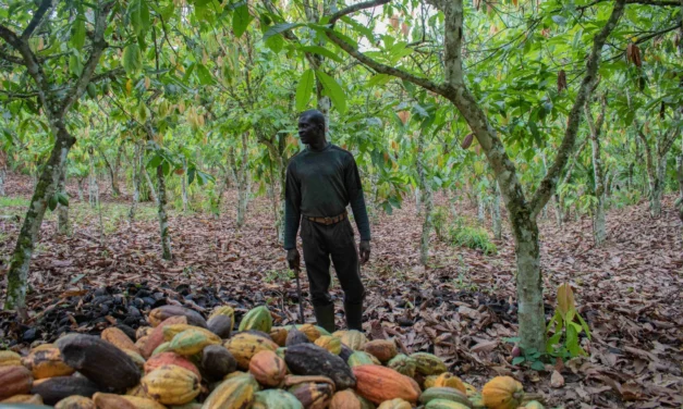 Gana/ Lançado o plano “AgriConnect Compact” para fortalecer a segurança alimentar