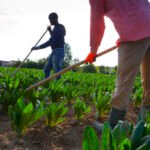Itália/ Imigrantes queimados vivos na Calábria e crime expõe escravidão moderna ligada à máfia