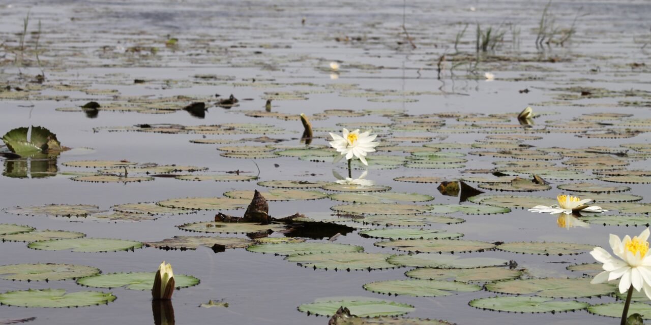 Pressão ambiental ameaça equilíbrio ecológico da Lagoa de Cufada