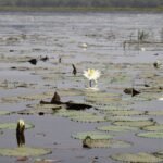 Pressão ambiental ameaça equilíbrio ecológico da Lagoa de Cufada