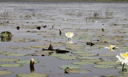 Pressão ambiental ameaça equilíbrio ecológico da Lagoa de Cufada