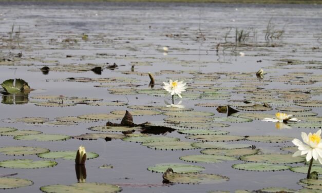 Pressão ambiental ameaça equilíbrio ecológico da Lagoa de Cufada