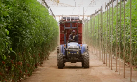 Marrocos/A transformação da agricultura africana no centro de uma estratégia de cooperação Sul-Sul