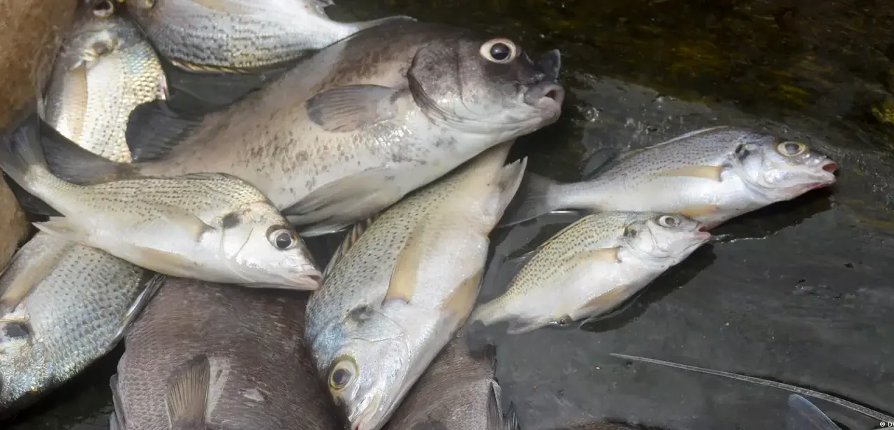 ACOBES elogia Governo pela redução de preços de pescado, mas lamenta obstáculos na  implementação prática da medida