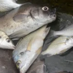 ACOBES elogia Governo pela redução de preços de pescado, mas lamenta obstáculos na  implementação prática da medida