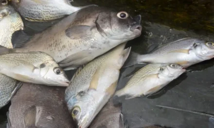 ACOBES elogia Governo pela redução de preços de pescado, mas lamenta obstáculos na  implementação prática da medida
