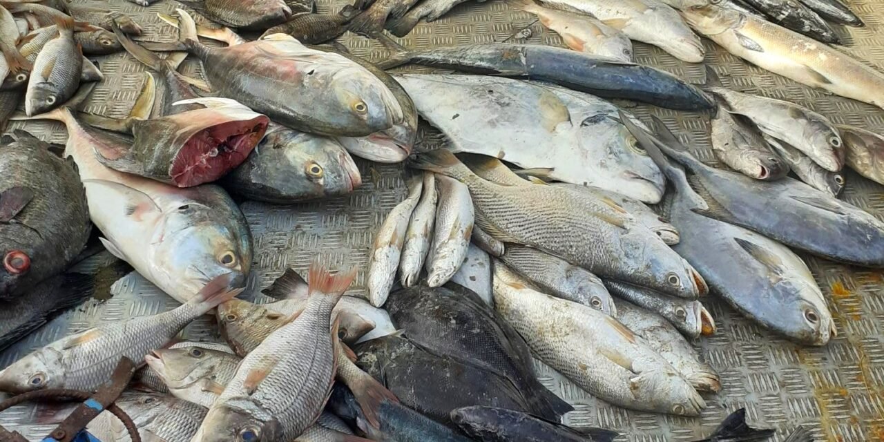 Preços do pescado mantém-se inalterado para algumas espécies nos mercados de Bandim e Caracol apesar da nova tabela em vigor que reduz o preçário