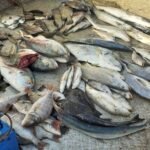 Preços do pescado mantém-se inalterado para algumas espécies nos mercados de Bandim e Caracol apesar da nova tabela em vigor que reduz o preçário