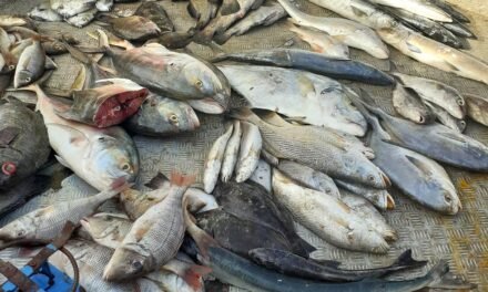 Preços do pescado mantém-se inalterado para algumas espécies nos mercados de Bandim e Caracol apesar da nova tabela em vigor que reduz o preçário