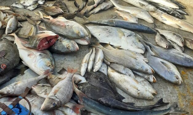 Preços do pescado mantém-se inalterado para algumas espécies nos mercados de Bandim e Caracol apesar da nova tabela em vigor que reduz o preçário
