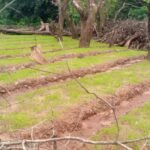 Regiões/Agricultores da Tabanca de Plack setor de Quinhamel pedem apoio do Governo para mecanizar a lavoura