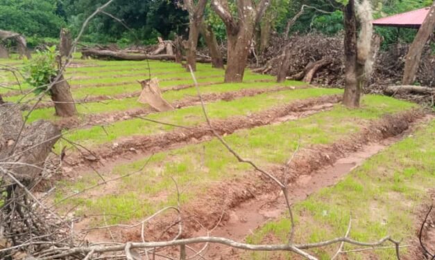 Regiões/Agricultores da Tabanca de Plack setor de Quinhamel pedem apoio do Governo para mecanizar a lavoura