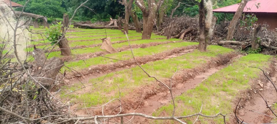 Regiões/Agricultores da Tabanca de Plack setor de Quinhamel pedem apoio do Governo para mecanizar a lavoura
