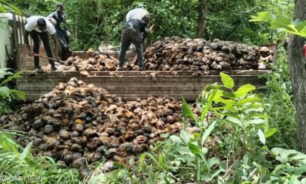 Parque Natural das Lagoas de Cufada promove campanha de recolha de sementes para repovoamento de cibe