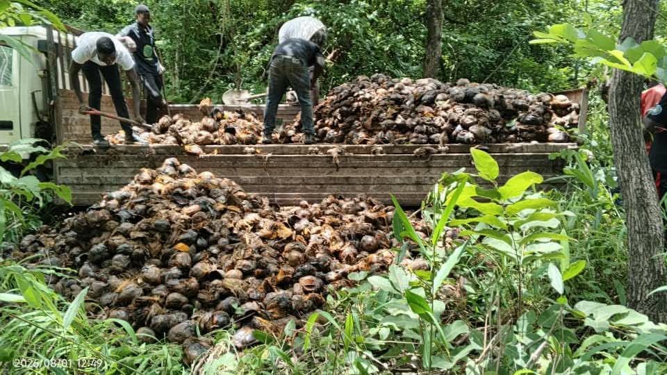 Parque Natural das Lagoas de Cufada promove campanha de recolha de sementes para repovoamento de cibe