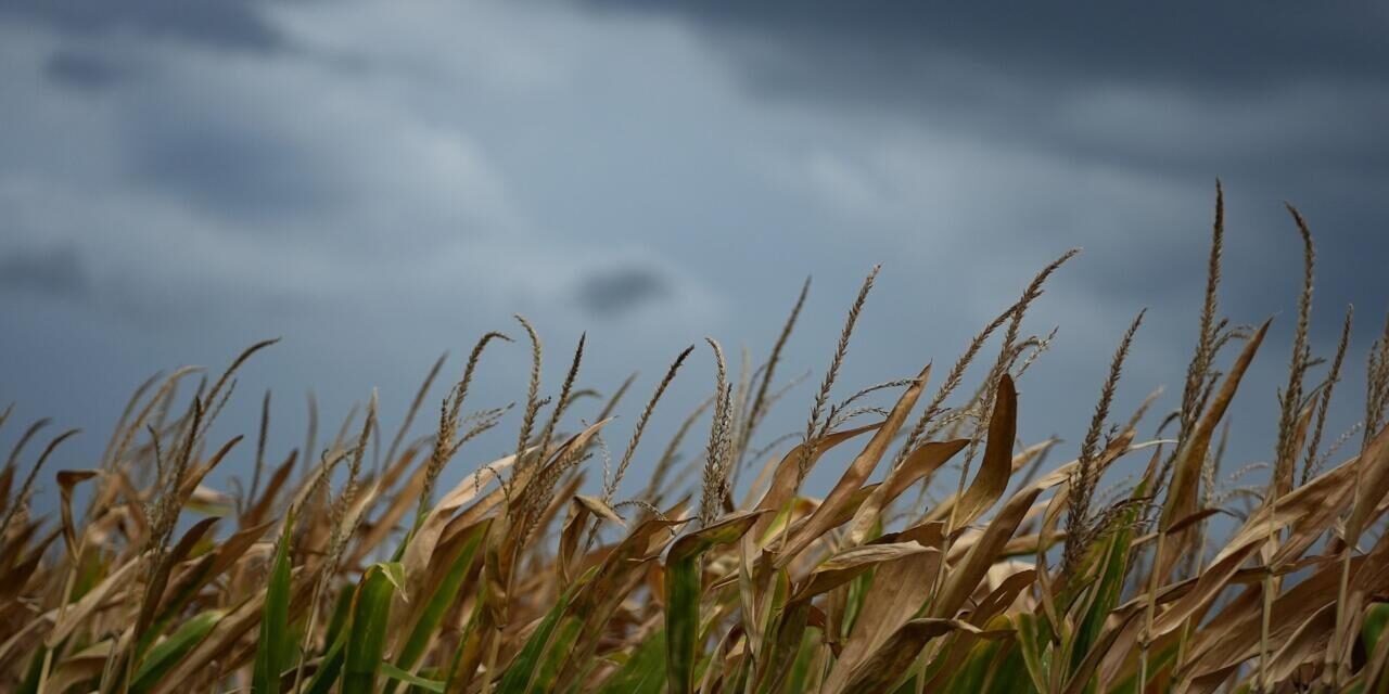 Itália/FAO prevê aumento global no preço dos alimentos devido ao El Niño e às guerras