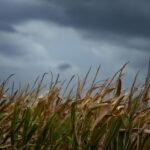 Itália/FAO prevê aumento global no preço dos alimentos devido ao El Niño e às guerras