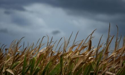 Itália/FAO prevê aumento global no preço dos alimentos devido ao El Niño e às guerras
