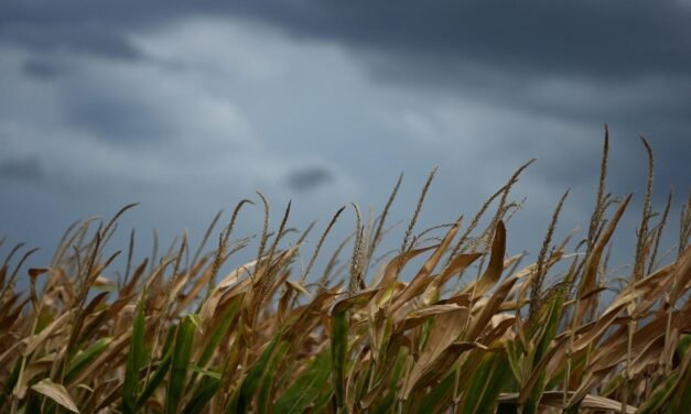 Itália/FAO prevê aumento global no preço dos alimentos devido ao El Niño e às guerras