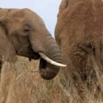 Quénia/ Quatro pessoas foram presas após a morte suspeita de 18 elefantes em Amboseli