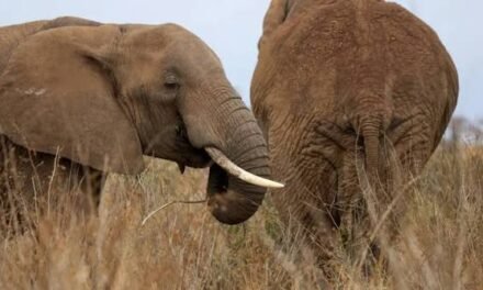 Quénia/ Quatro pessoas foram presas após a morte suspeita de 18 elefantes em Amboseli