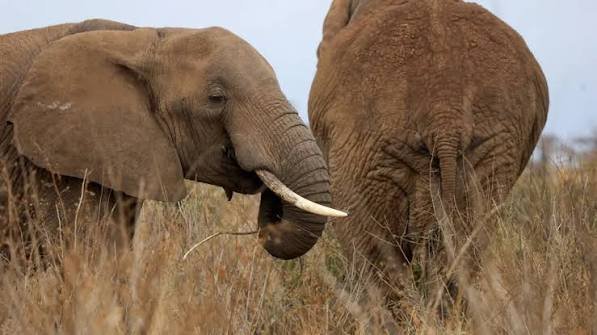 Quénia/ Quatro pessoas foram presas após a morte suspeita de 18 elefantes em Amboseli