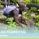 Ambiente/ Parque Nacional de Cantanhez repovoa zona florestal de Cabedu com mais de 11 mil plantas de mangal