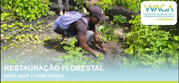 Ambiente/ Parque Nacional de Cantanhez repovoa zona florestal de Cabedu com mais de 11 mil plantas de mangal