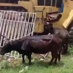 Brigada de Trânsito de Safim apreende viatura com quatro bovinos alegadamente furtados