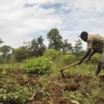 Segurança Alimentar na África/Iniciativa AAA revela seu roteiro até 20236 em Roma