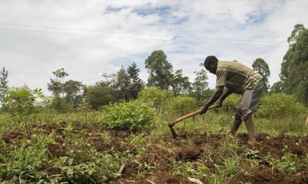Segurança Alimentar na África/Iniciativa AAA revela seu roteiro até 20236 em Roma