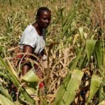 Zimbabué/ Autoridades se preparam para enfrentar maior crise alimentar desde 1950