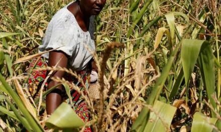 Zimbabué/ Autoridades se preparam para enfrentar maior crise alimentar desde 1950
