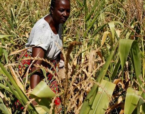 Zimbabué/ Autoridades se preparam para enfrentar maior crise alimentar desde 1950