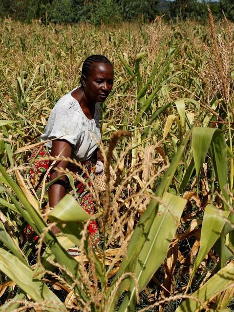 Zimbabué/ Autoridades se preparam para enfrentar maior crise alimentar desde 1950