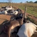 Chade/ Doze mortos e três feridos graves em conflito entre agricultores e pastores