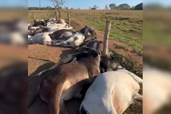 Chade/ Doze mortos e três feridos graves em conflito entre agricultores e pastores