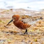 ODZH lança campanha de digitalização de aves migradoras que visitam Guiné-Bissau