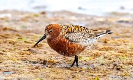 ODZH lança campanha de digitalização de aves migradoras que visitam Guiné-Bissau
