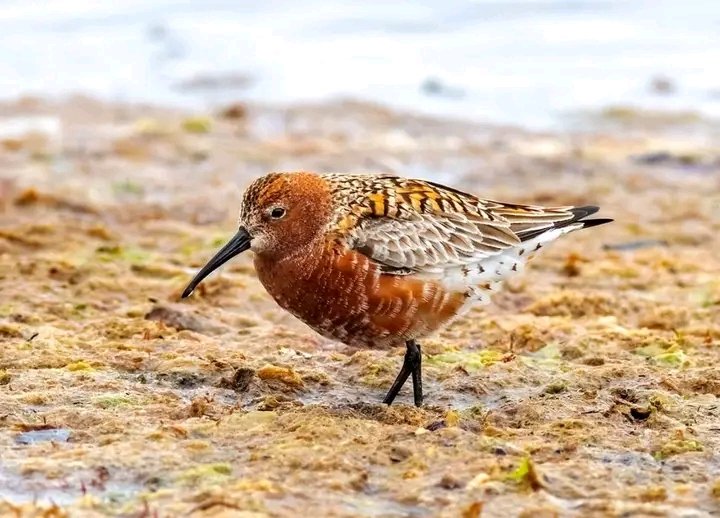 ODZH lança campanha de digitalização de aves migradoras que visitam Guiné-Bissau